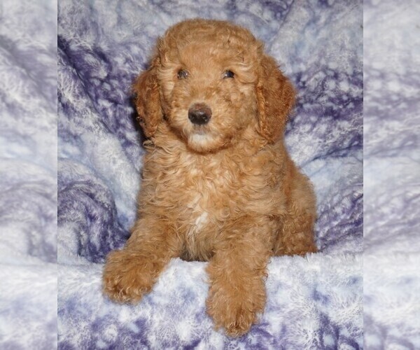 Medium Photo #3 Labradoodle Puppy For Sale in LA HABRA, CA, USA