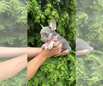 Small #2 French Bulldog