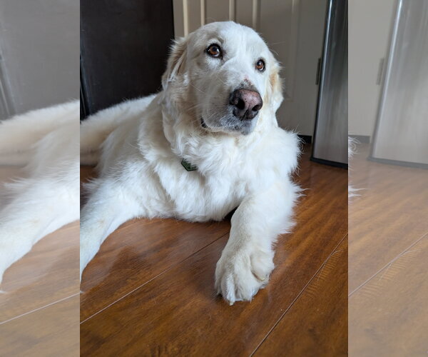 Medium Photo #7 Great Pyrenees Puppy For Sale in Spring, TX, USA