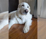 Small #6 Great Pyrenees