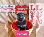Small Photo #5 German Shepherd Dog Puppy For Sale in COWGILL, MO, USA
