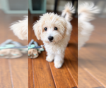 Toffee - Female Maltipoo (Toy) Puppy for Sale - Photo #7