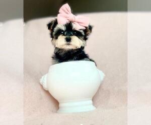 Yorkshire Terrier Puppy for sale in ADDISON, TX, USA