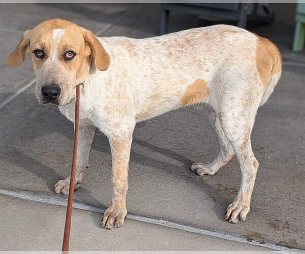 Medium Photo #1 Mutt Puppy For Sale in Denver, CO, USA