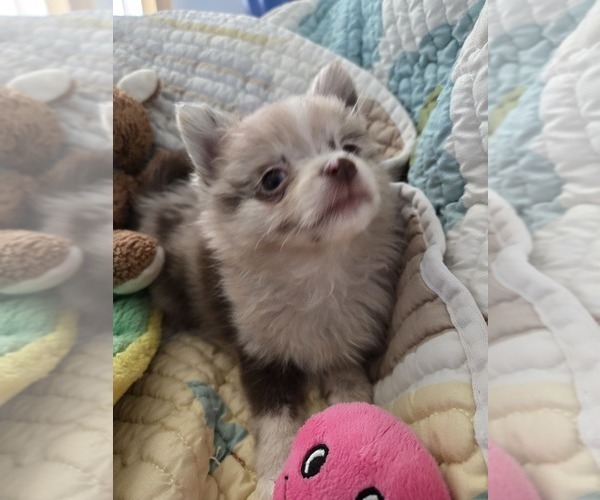 Medium Photo #9 Chiranian Puppy For Sale in OCALA, FL, USA