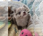 Small #8 Chiranian