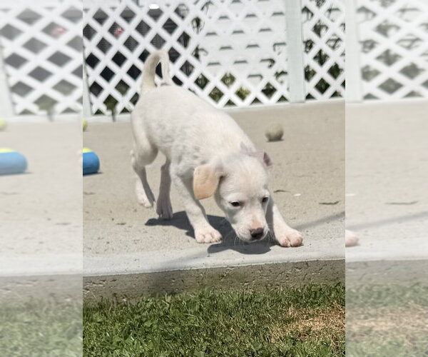 Medium Photo #4 Jack Russell Terrier-Unknown Mix Puppy For Sale in Aurora, IN, USA
