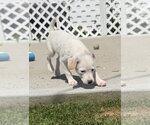 Small #3 Jack Russell Terrier Mix