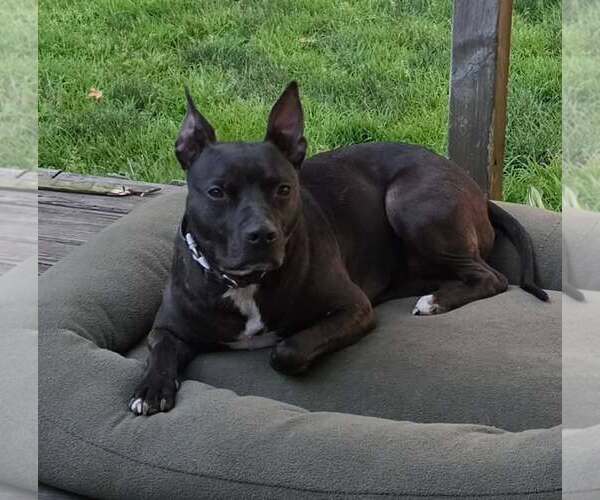 Medium Photo #3 Mutt Puppy For Sale in Woodbury, NY, USA