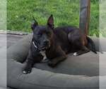 Small #2 Mutt