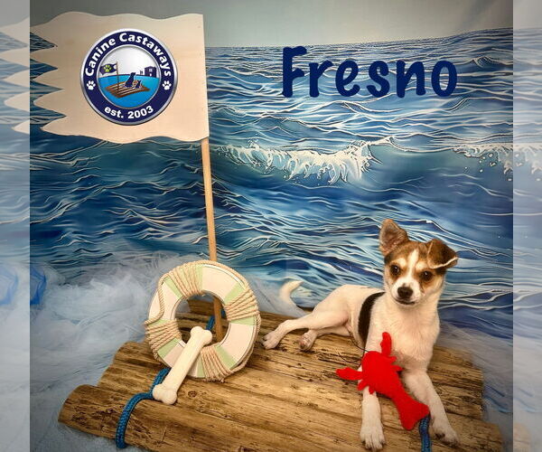 Medium Photo #3 Chihuahua-Unknown Mix Puppy For Sale in Arcadia, FL, USA