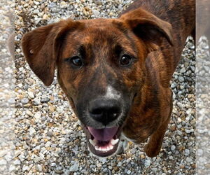 Mutt Dogs for adoption in Tarboro, NC, USA