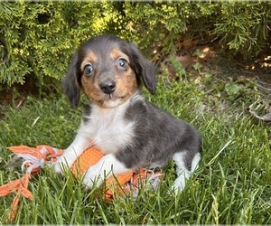 Dachshund Puppy for sale in MIDDLEBURY, IN, USA