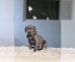 Small #2 Cane Corso