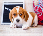 Puppy Barney Australian Cattle Dog-Basset Hound Mix