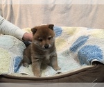 Small Photo #1 Shiba Inu Puppy For Sale in MISSOULA, MT, USA
