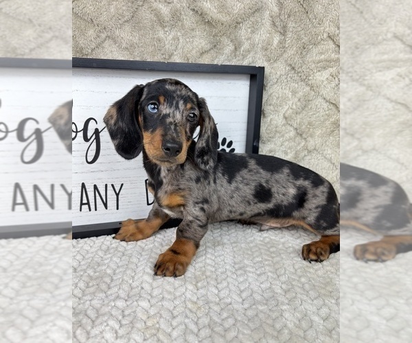 Medium Photo #5 Dachshund Puppy For Sale in FRANKLIN, IN, USA