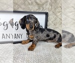 Small #4 Dachshund