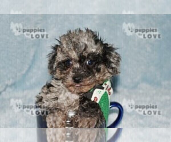 Medium Photo #3 Poodle (Toy) Puppy For Sale in SANGER, TX, USA