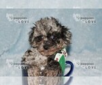 Small #2 Poodle (Toy)