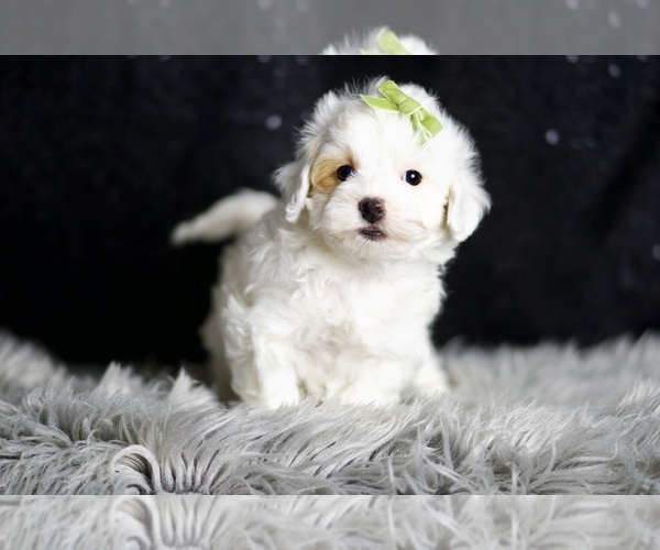 Medium Photo #98 Maltipoo Puppy For Sale in WARSAW, IN, USA