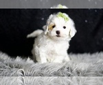 Small Photo #98 Maltipoo Puppy For Sale in WARSAW, IN, USA