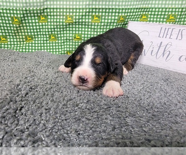 Medium Photo #31 Bernese Mountain Dog Puppy For Sale in BLACK FOREST, CO, USA