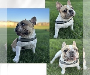 Father of the American Bullnese-French Bulldog Mix puppies born on 04/23/2025