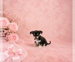 Financing - Female Chihuahua Puppy for Sale - Photo #7