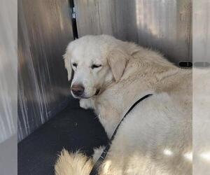Great Pyrenees-Unknown Mix Dogs for adoption in San Antonio, TX, USA