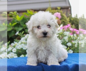 Bichon Frise Puppy for sale in BIRD IN HAND, PA, USA