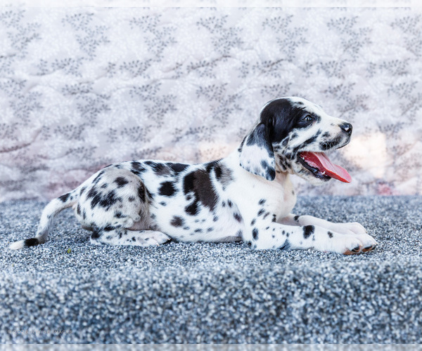 Medium Photo #18 Great Dane Puppy For Sale in WAKARUSA, IN, USA
