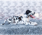 Small #5 Great Dane