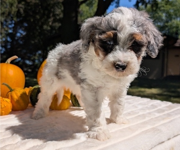 Medium Photo #58 Miniature Bernedoodle Puppy For Sale in GOSHEN, IN, USA