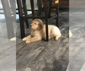 Golden Retriever Puppy for sale in LAURINBURG, NC, USA