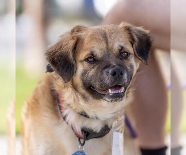 Medium Photo #8 Malti-pug Puppy For Sale in San Diego, CA, USA