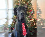 Small #1 Great Dane