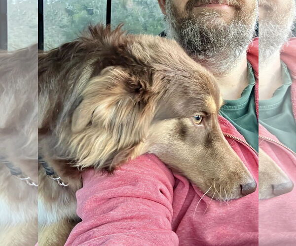 Medium Photo #4 Australian Shepherd-Unknown Mix Puppy For Sale in Paso Robles, CA, USA