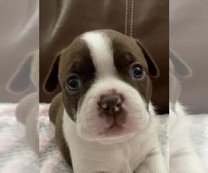 Boston Terrier Puppy for sale in SALEM, VA, USA
