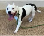 Small Staffordshire Bull Terrier Mix