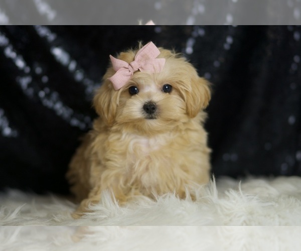 Medium Photo #6 Maltipoo Puppy For Sale in WARSAW, IN, USA