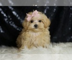 Small #5 Maltipoo