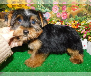 Yorkshire Terrier Puppy for sale in HAMMOND, IN, USA