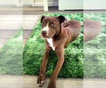Small #2 American Pit Bull Terrier Mix
