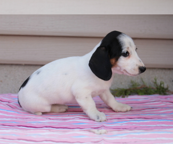 Medium Photo #2 Dachshund Puppy For Sale in LEXINGTON, IN, USA