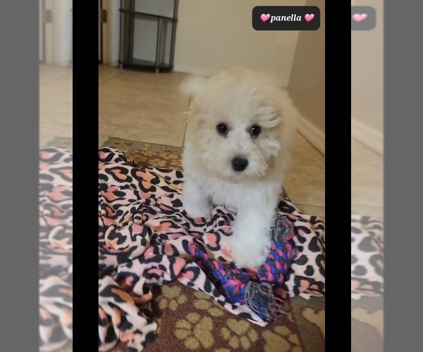 Medium Photo #4 Poodle (Miniature) Puppy For Sale in TUCSON, AZ, USA