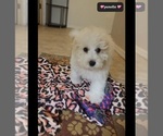 Small #3 Poodle (Miniature)