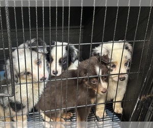 Miniature Australian Shepherd Litter for sale in AMITE, LA, USA