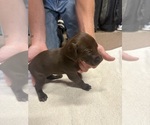 Small #1 German Shorthaired Pointer