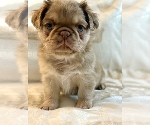 Pug Puppy for sale in NEENAH, WI, USA